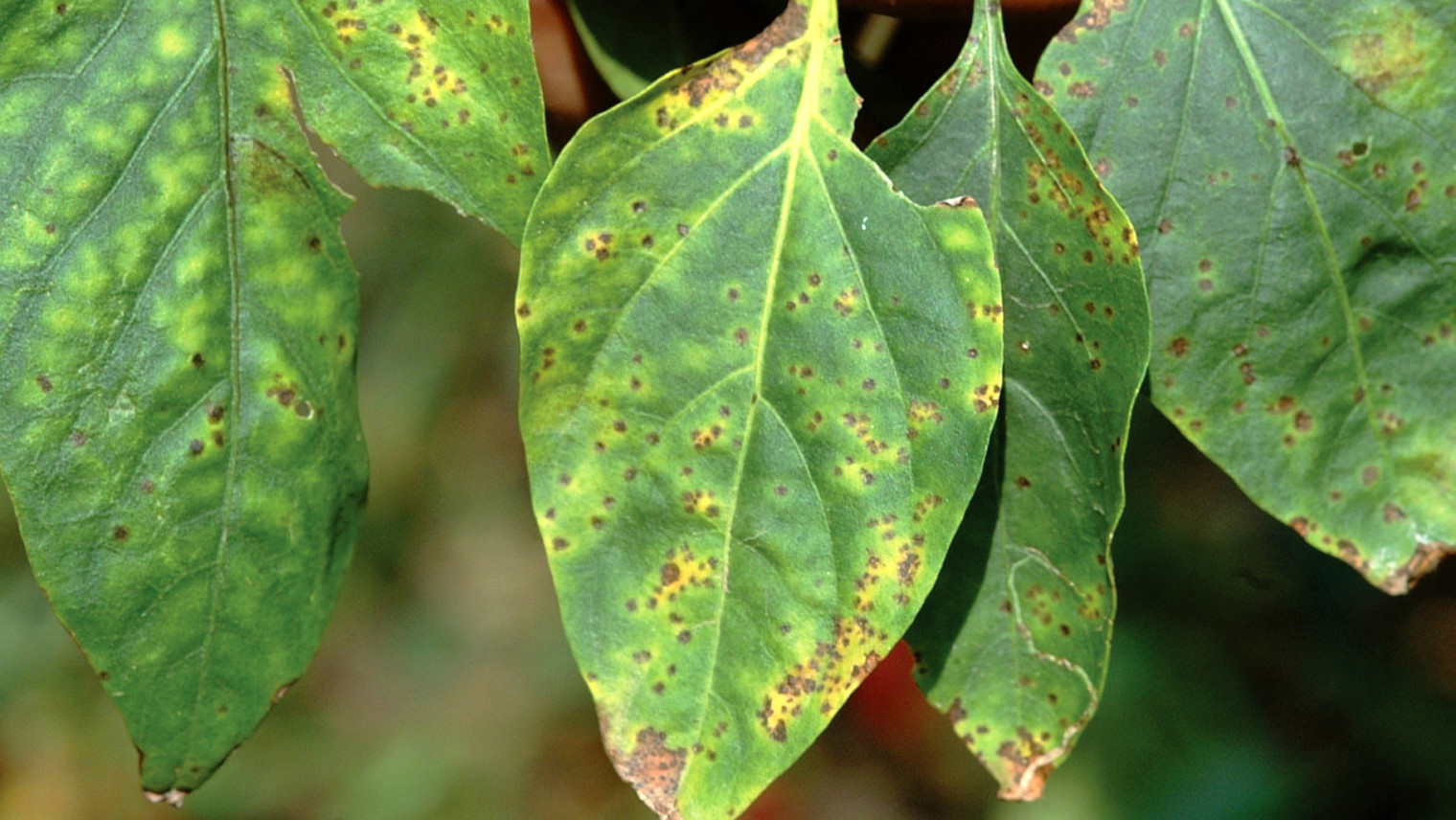 Folha afetada por bacteriose