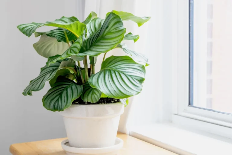plantas de interior para home office