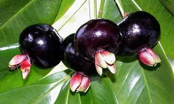 grumixama arvore frutifera brasiliera