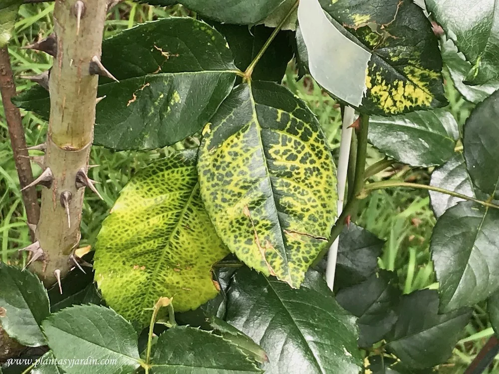 mosaico nas plantas